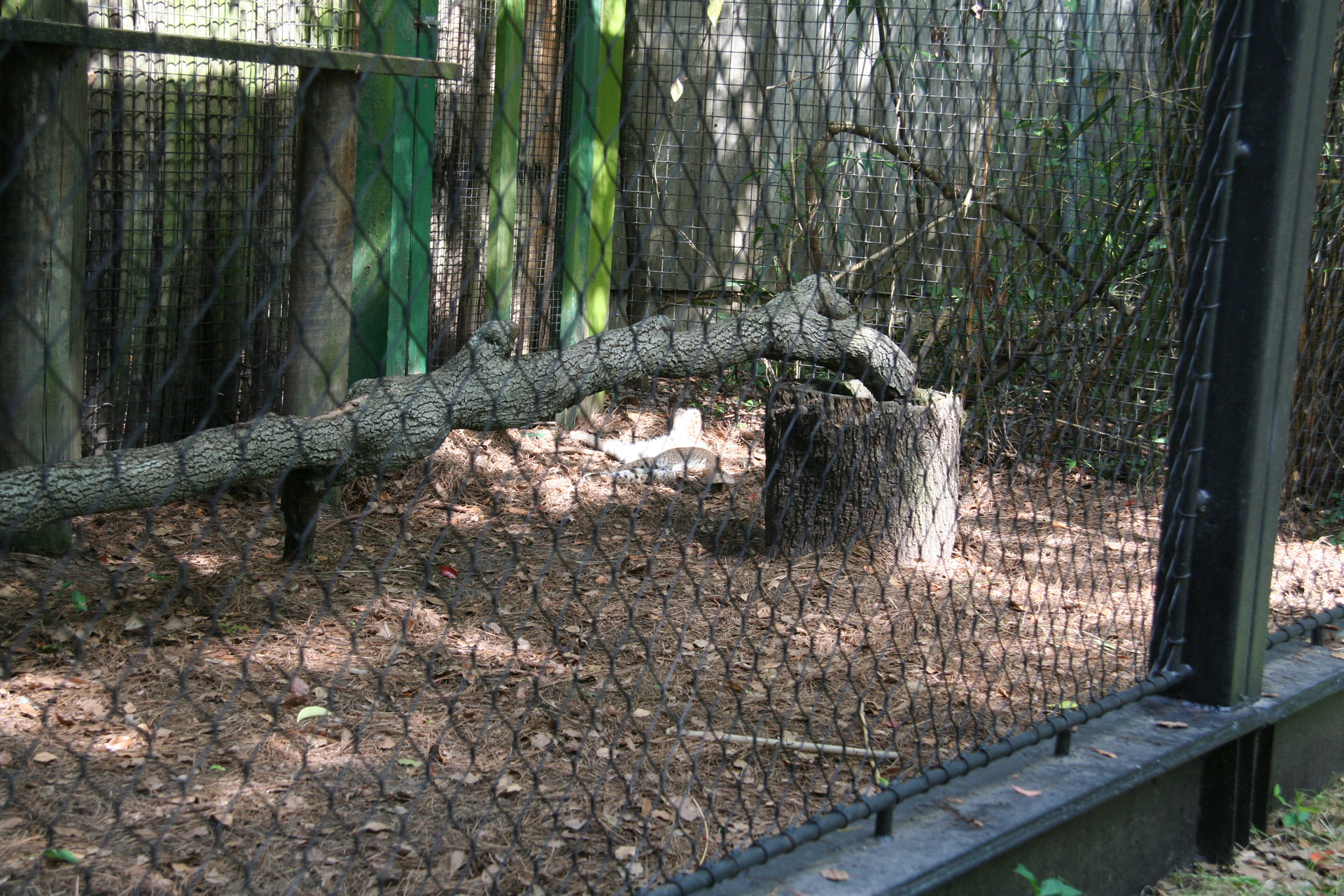 Puma-Gehege/Puma enclosure